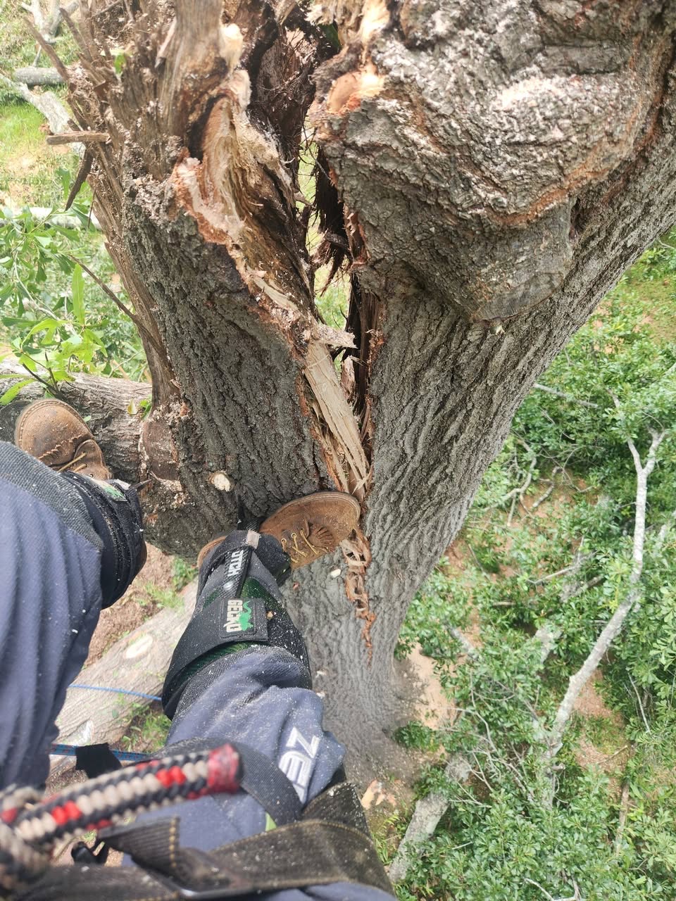 Tree removal in progress