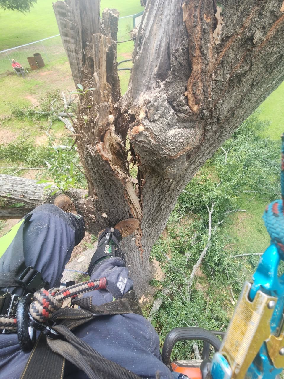 Healthy trimmed tree after service