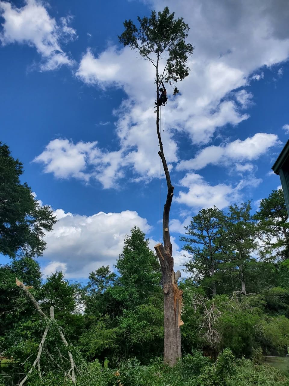 Tree trimming and pruning