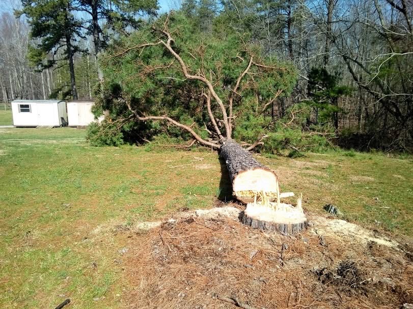 Tree crew on a job site