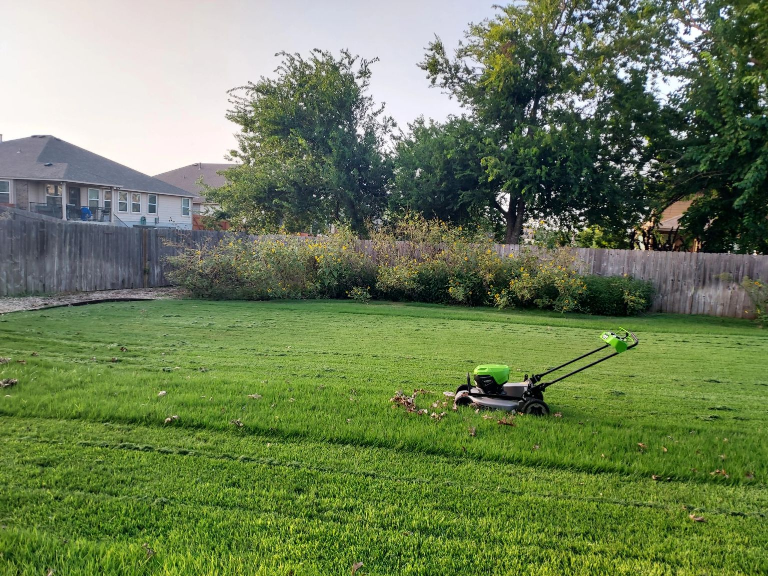 Thick, healthy green lawn after fertilization and weed control