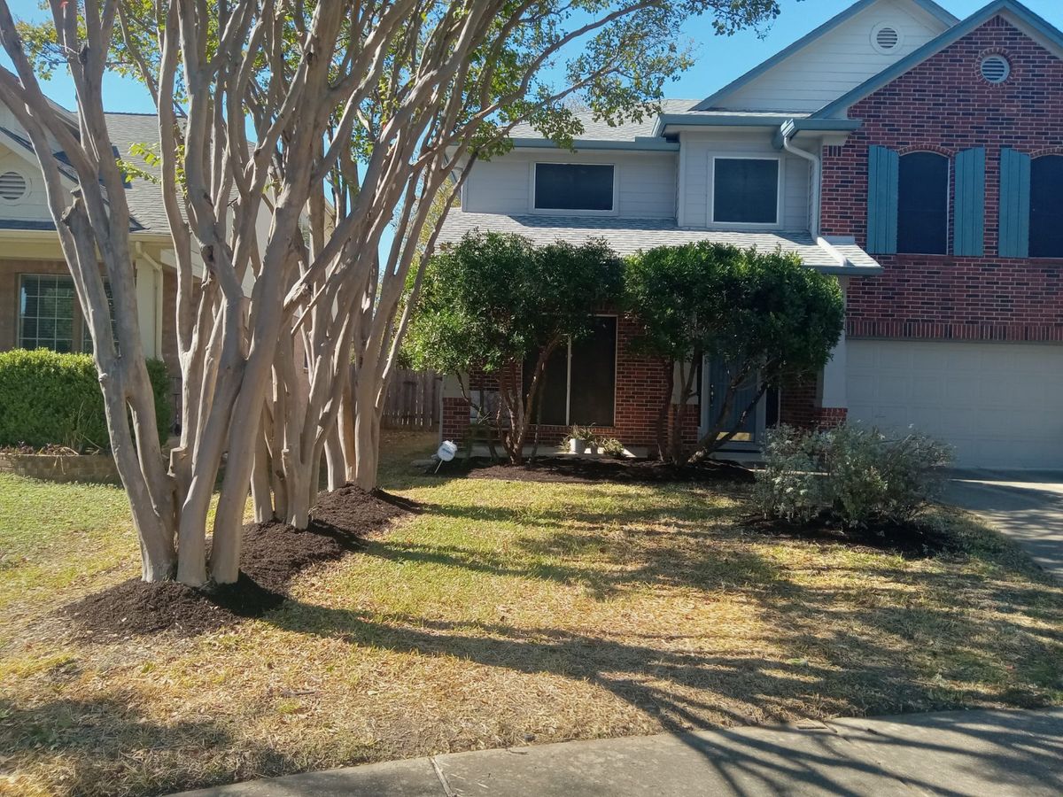 Same front yard with shrubs trimmed back and fresh mulch rings around the trees