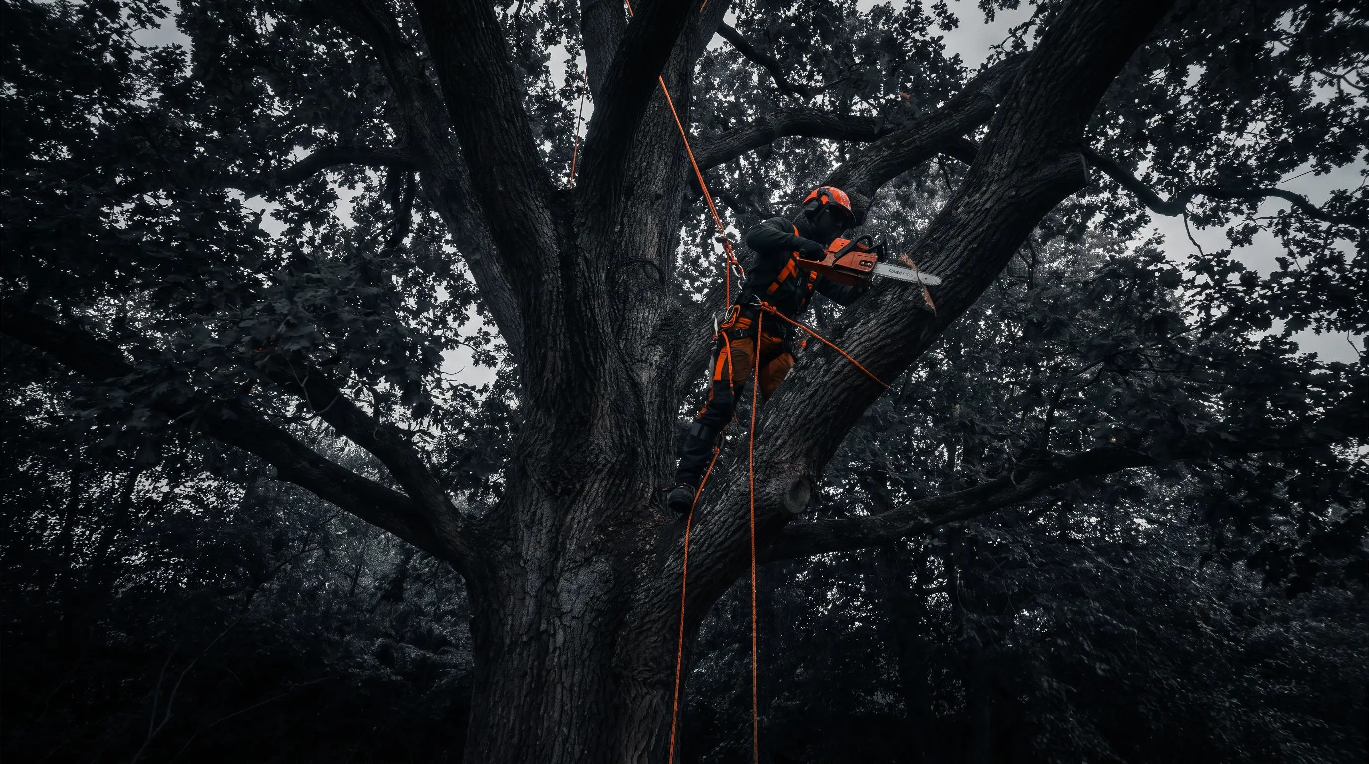 Crew removing a tree