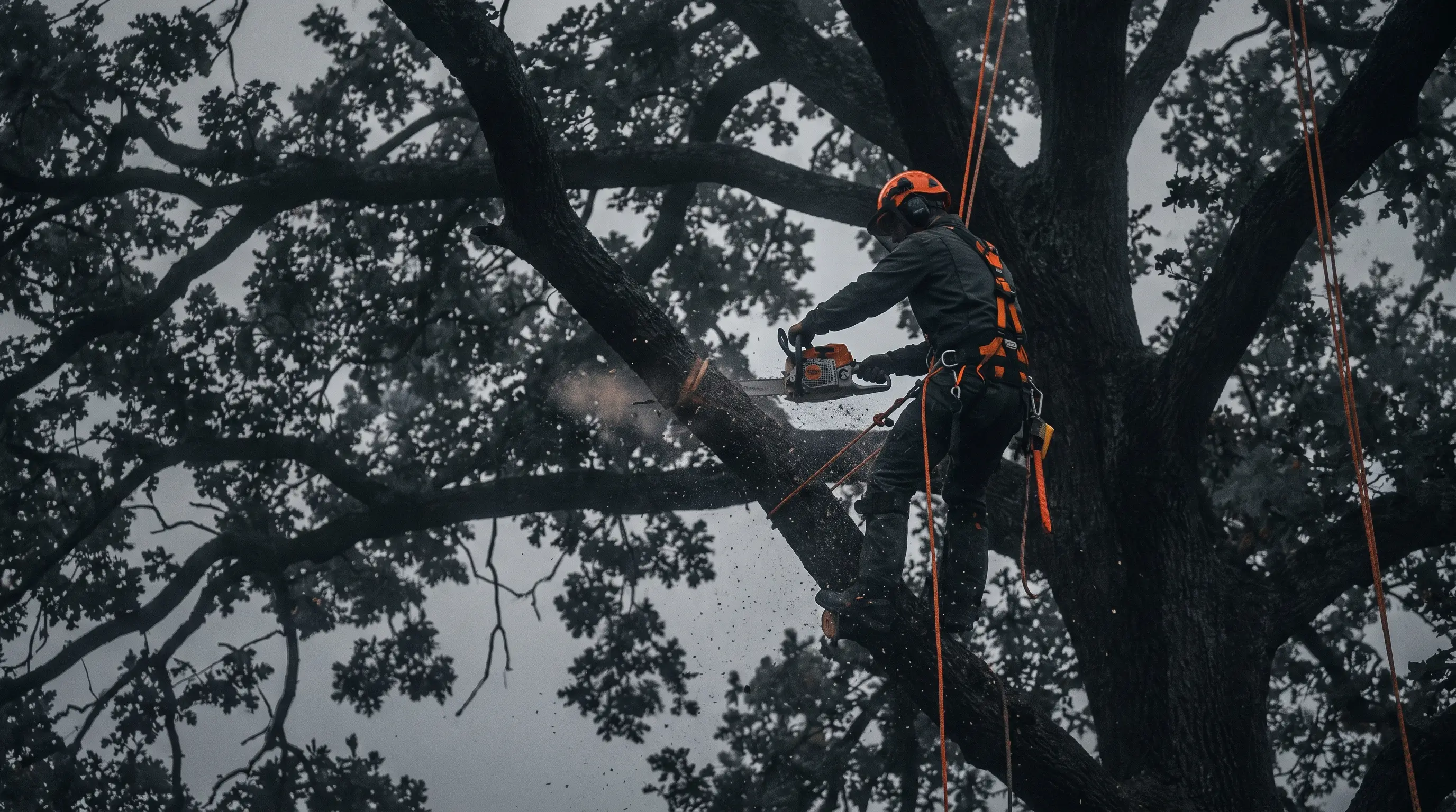Tree Service crew at work