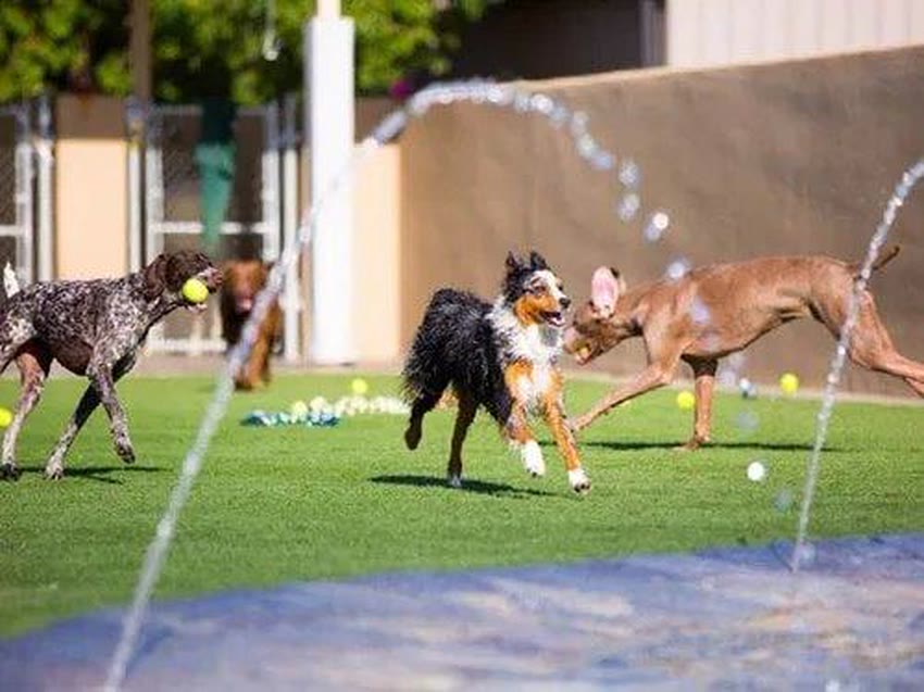 Dogs playing on artificial pet turf