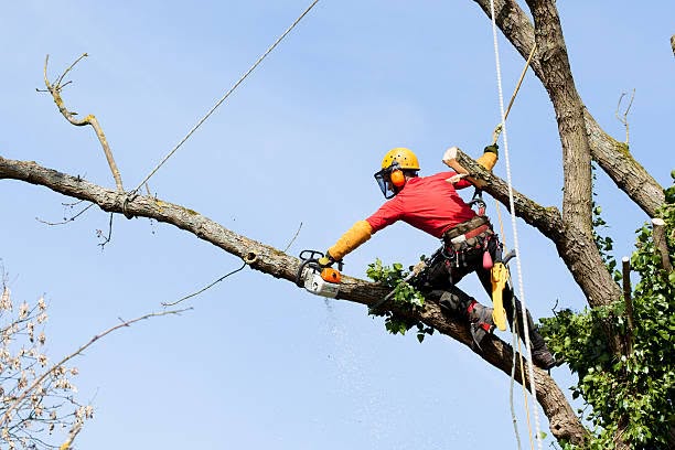 Rb Tree Services crew member removing a tree limb