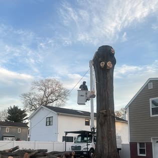 Storm damage tree cleanup