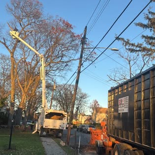 Ongoing tree health and maintenance