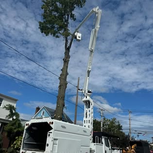 Tree removal in progress