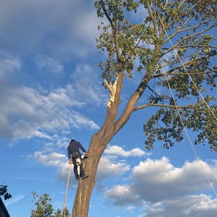 Tree trimming and pruning