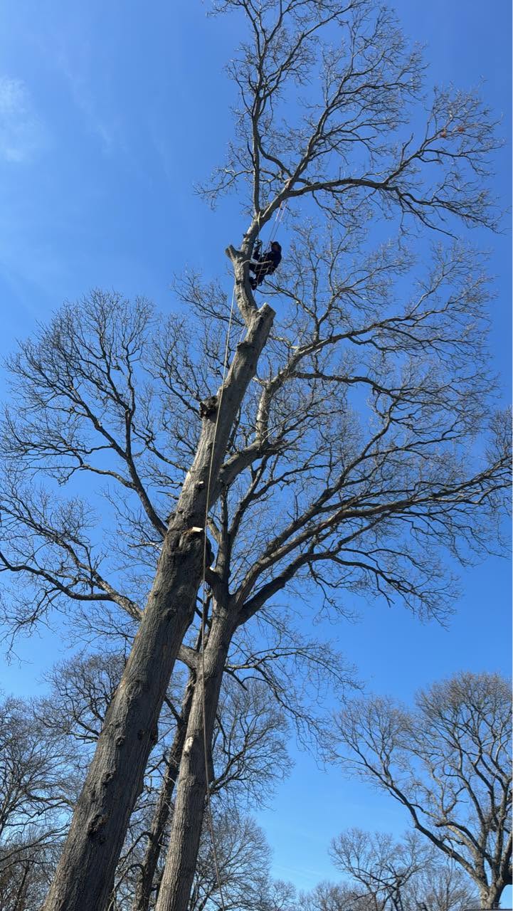 Climber high in a tall tree