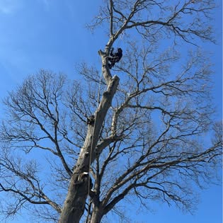 Climber working a tree
