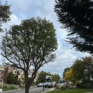 Freshly trimmed residential tree