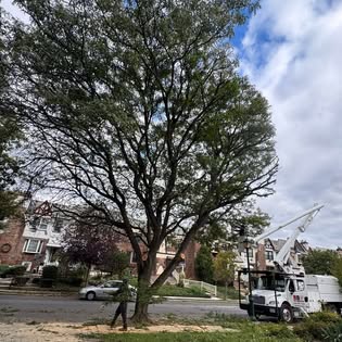 Commercial tree removal in progress