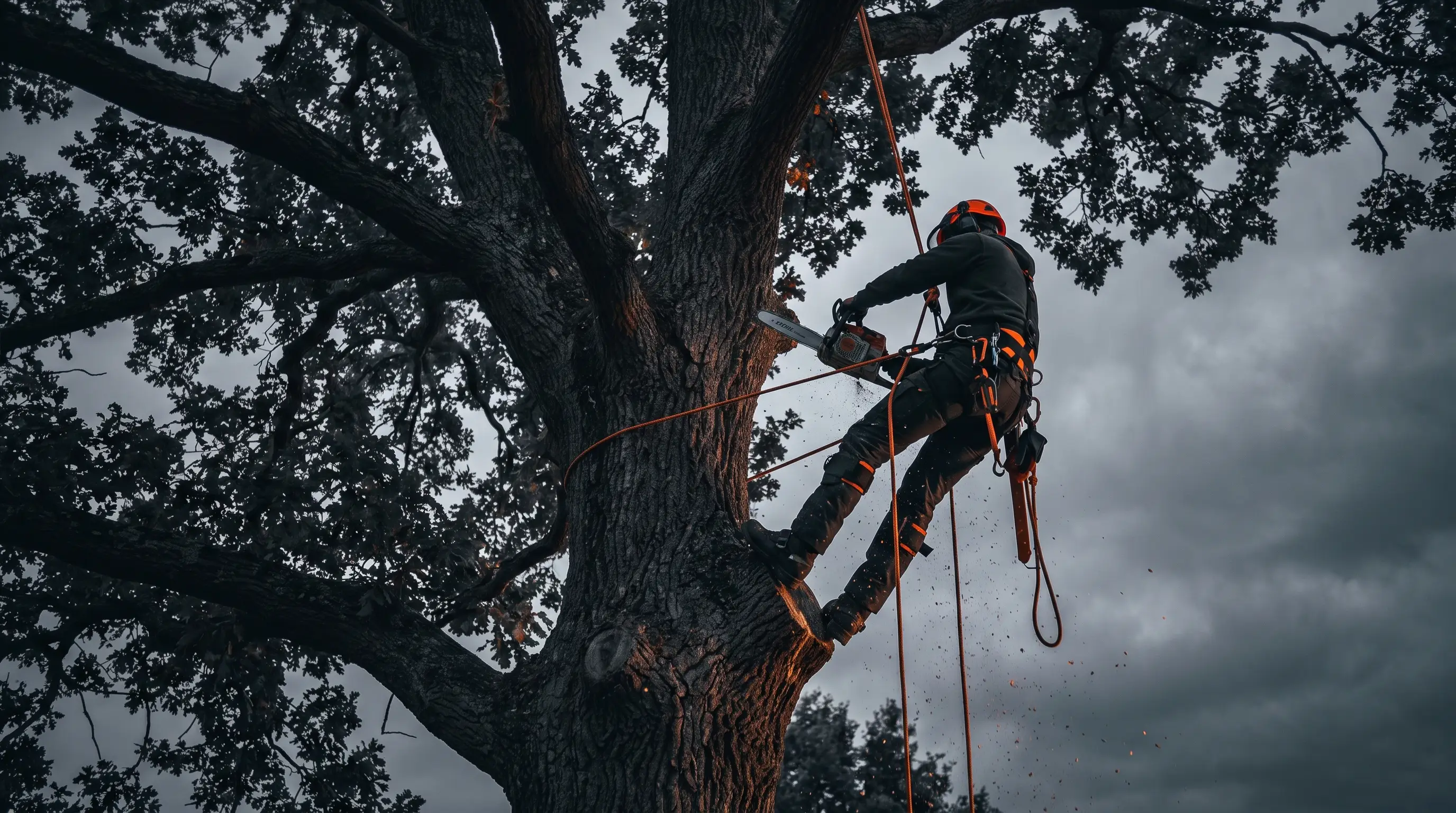 Tree Service crew at work