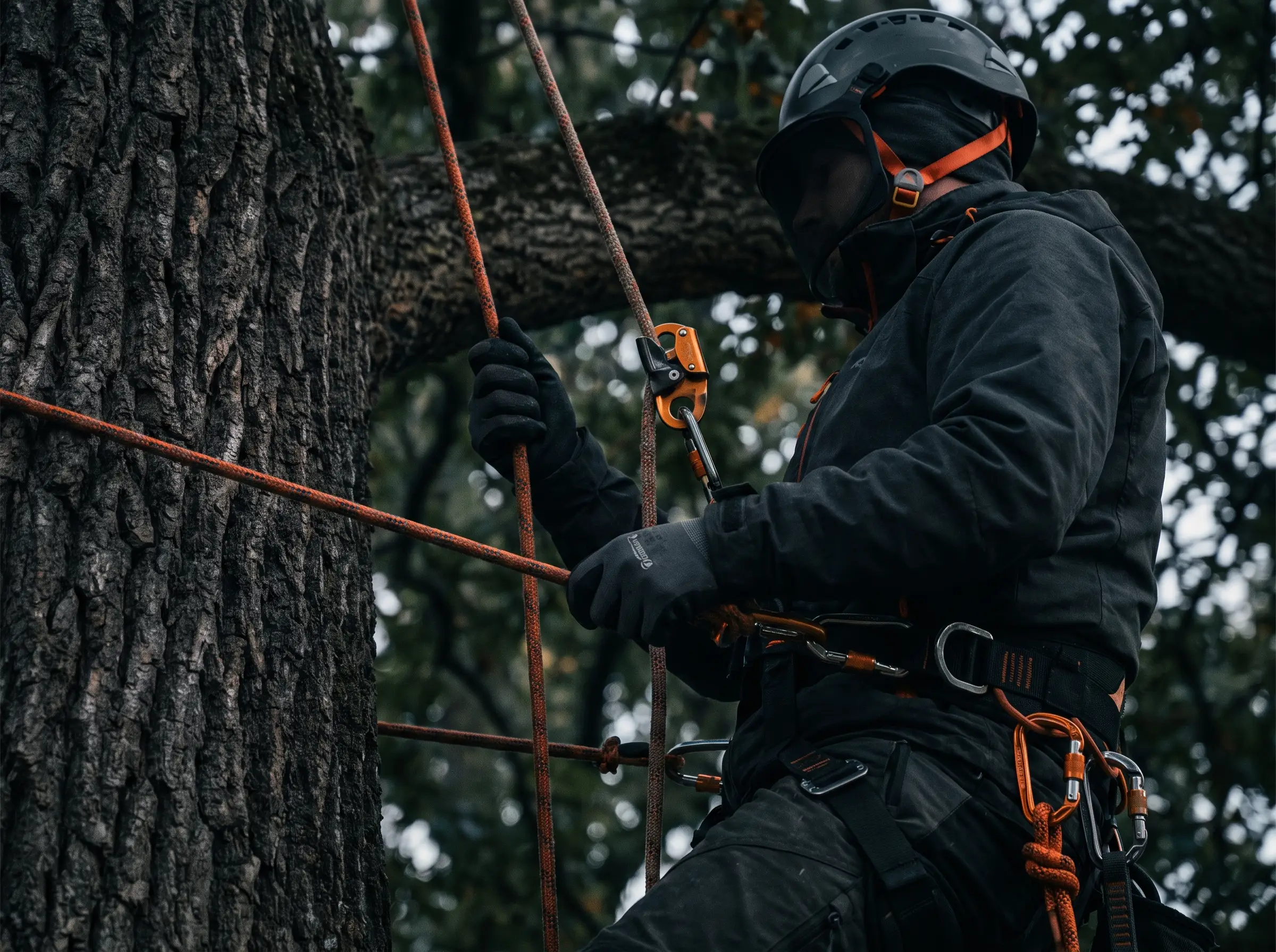 Climber trimming a tree
