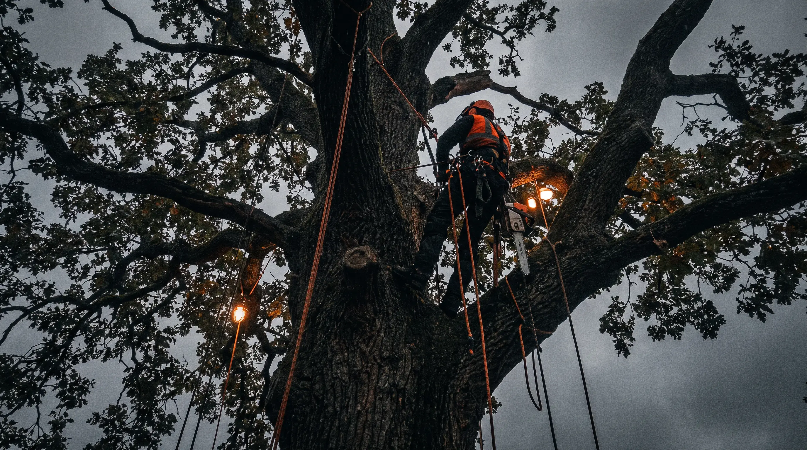 Crew trimming a large tree