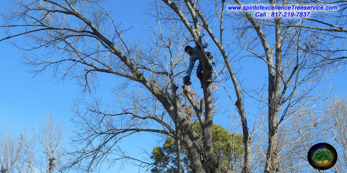 Tree removal in progress