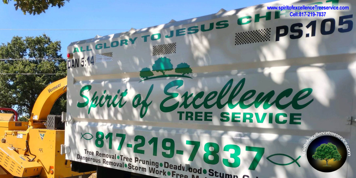 Storm damaged tree cleanup