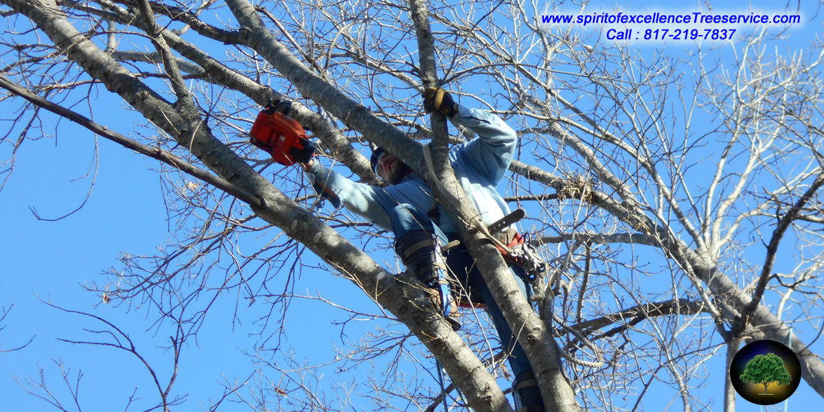 Commercial tree crew clearing a lot