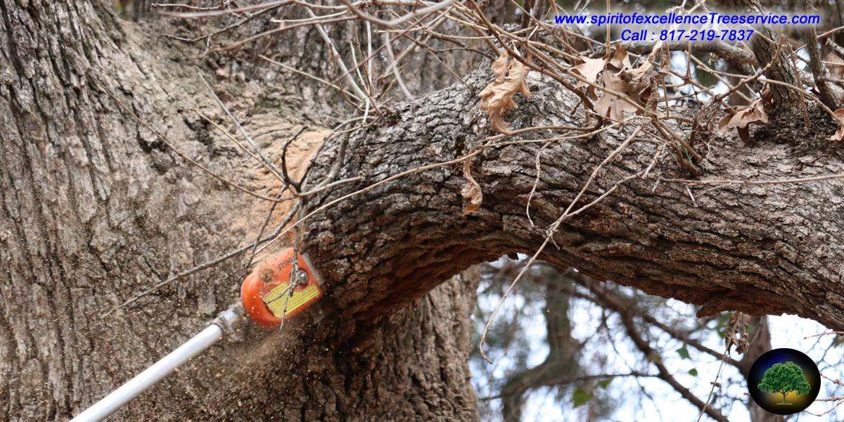 Tree crew on the job