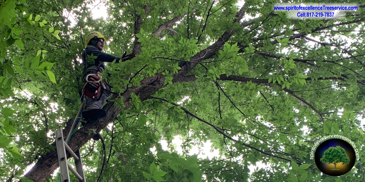 Tree trimming and pruning work
